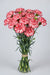 Carnations - Moonstrike (100 Stems)
