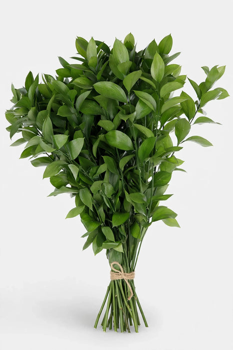 Ruscus Fl. Style 60cm - 50 Bunches/Box