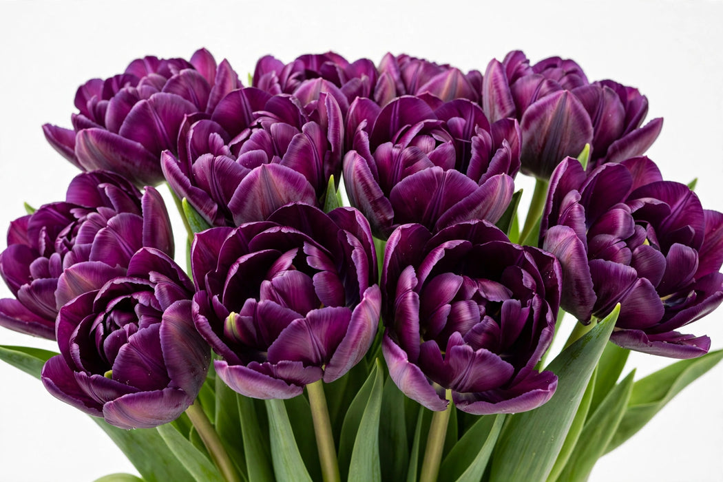 Tulip Collective - Saigon 37Cm 35Gr - Purple - 150 Stems