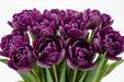 Tulip Collective - Saigon 37Cm 35Gr - Purple - 150 Stems