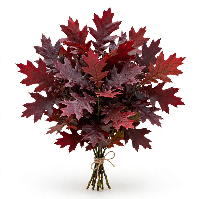 Oak Leaves Burgundy 10BU/BX