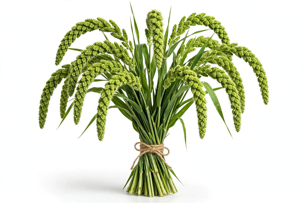 Millet Green 10BU/BX