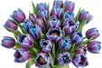 Tulip Collective - Dyed Gypsy Blue 37Cm 35Gr - Bicolor Blue/Purple - 150 Stems