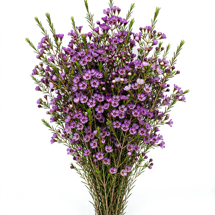 Next Day Delivery - WAXFLOWER PURPLE 60cm 320gr - Purple - 12 Stems [LIMITED]
