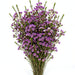 Next Day Delivery - WAXFLOWER PURPLE 60cm 320gr - Purple - 12 Stems [LIMITED]