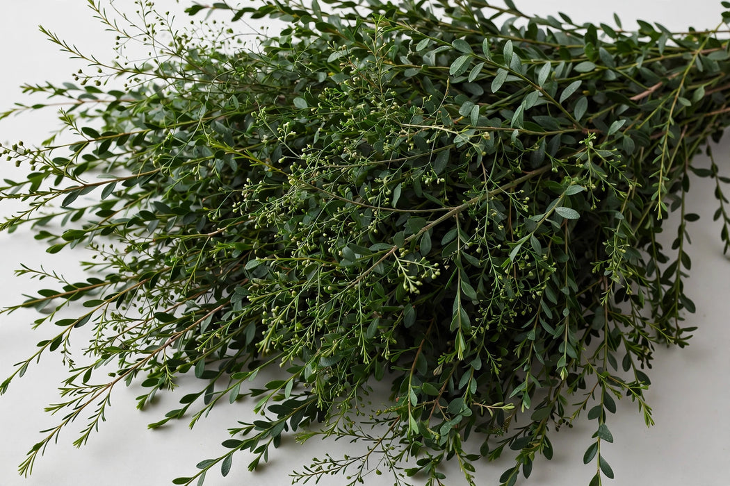 Next Day Delivery - Wax Foliage 10BU/BX