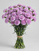 Carnation Lavender Farida - 250 Stems
