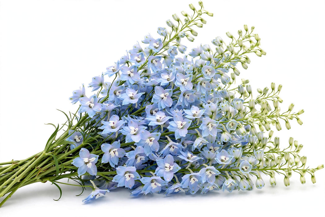 Next Day Delivery - DELPHINIUM BELLADONNA LIGHT BLUE 90cm 10st - Light Blue - 120 Stems [LIMITED]