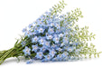 Next Day Delivery - DELPHINIUM BELLADONNA LIGHT BLUE 90cm 10st - Light Blue - 120 Stems [LIMITED]