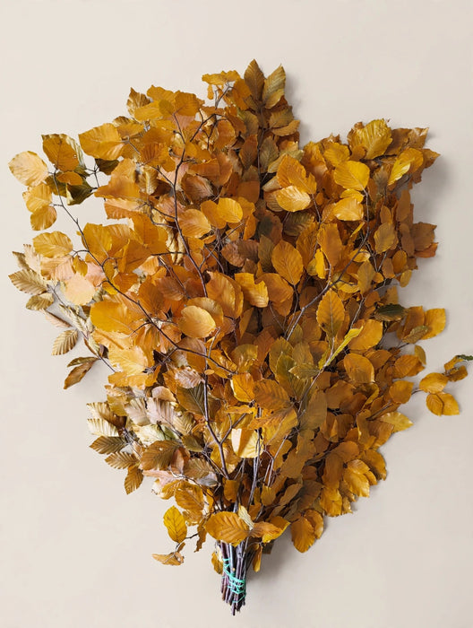 Copperbeech Yellow - 20 Bunches / Box (Mix & Match)