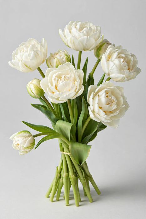 Tulip Collective - Double Northcap 37cm 35gr (50 STEMS / BX)