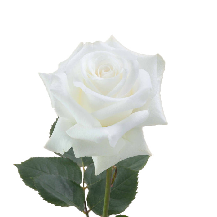 Smart Buy $2.25/Stem Farm Direct AKITO (100 STEMS) - U.S. Delivery Coast to Coast.