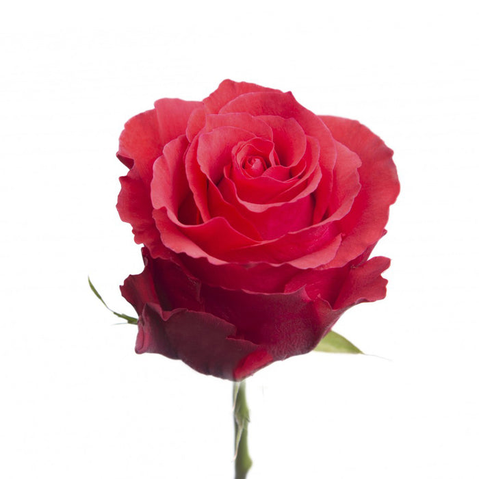 Smart Buy $2.25/Stem Farm Direct ALTAMIRA (100 STEMS) - U.S. Delivery Coast to Coast.