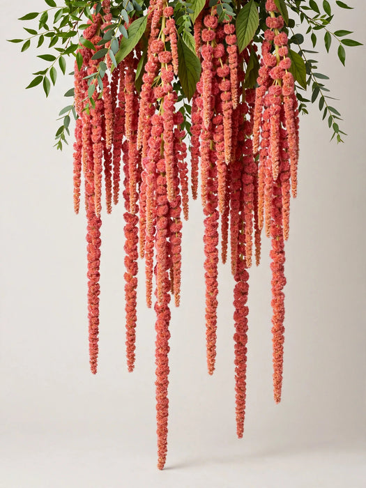 Amaranthus Hanging Coral 70CM 10BU/BX
