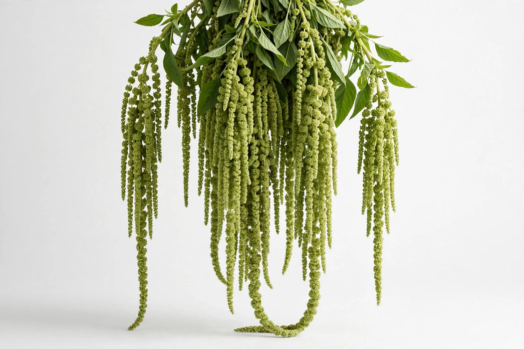 Hanging Green Amaranthus - cascading green tassel plumes, 60CM, 10 bunches per box
