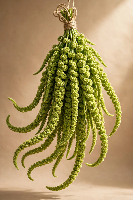 Next Day Delivery - Amaranthus Hanging Green 70CM 8BU/BX