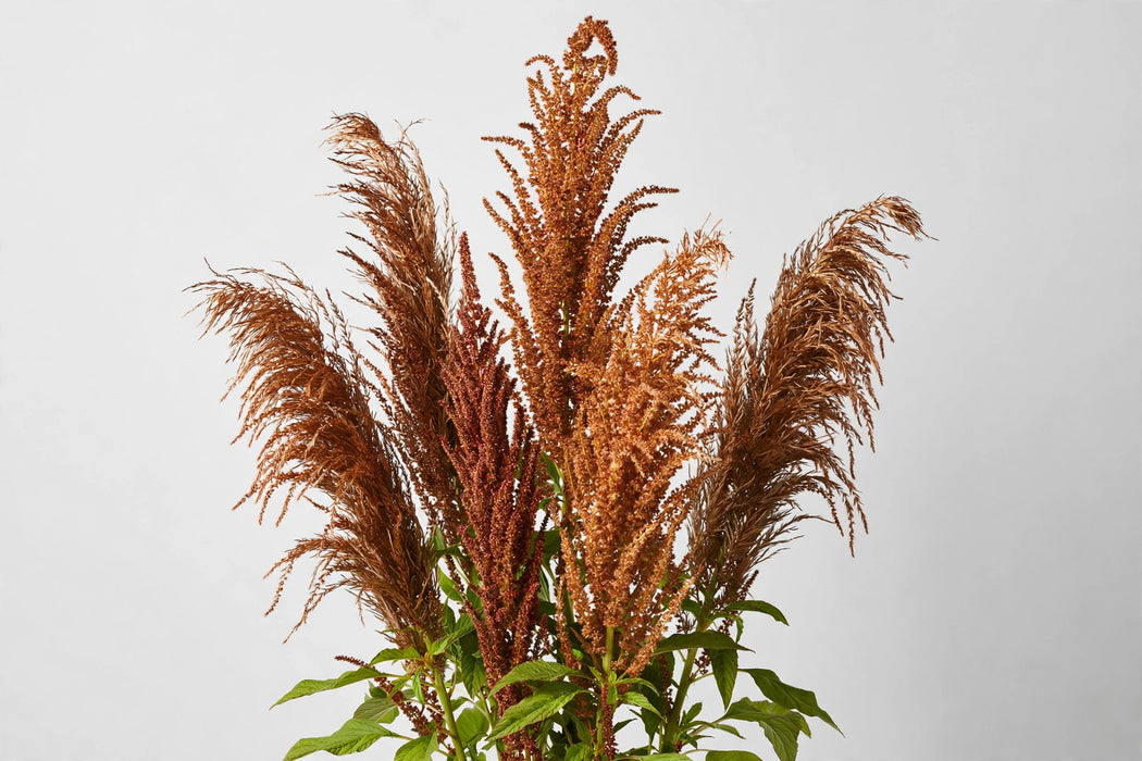Amaranthus Upright Bronze 10BU/BX