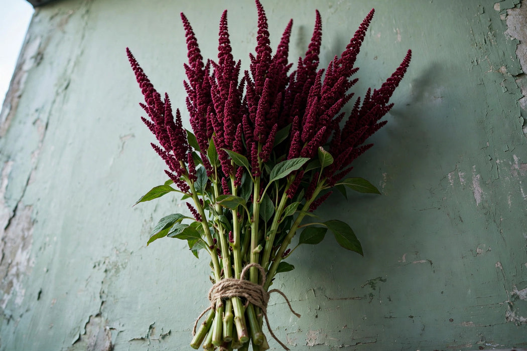 Next Day Delivery - Amaranthus Upright Red 10BU/BX