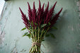 Next Day Delivery - Amaranthus Upright Red 10BU/BX