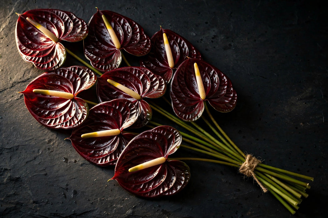Next Day Delivery - Anthurium Dark Red Extra Large 14ST/BX