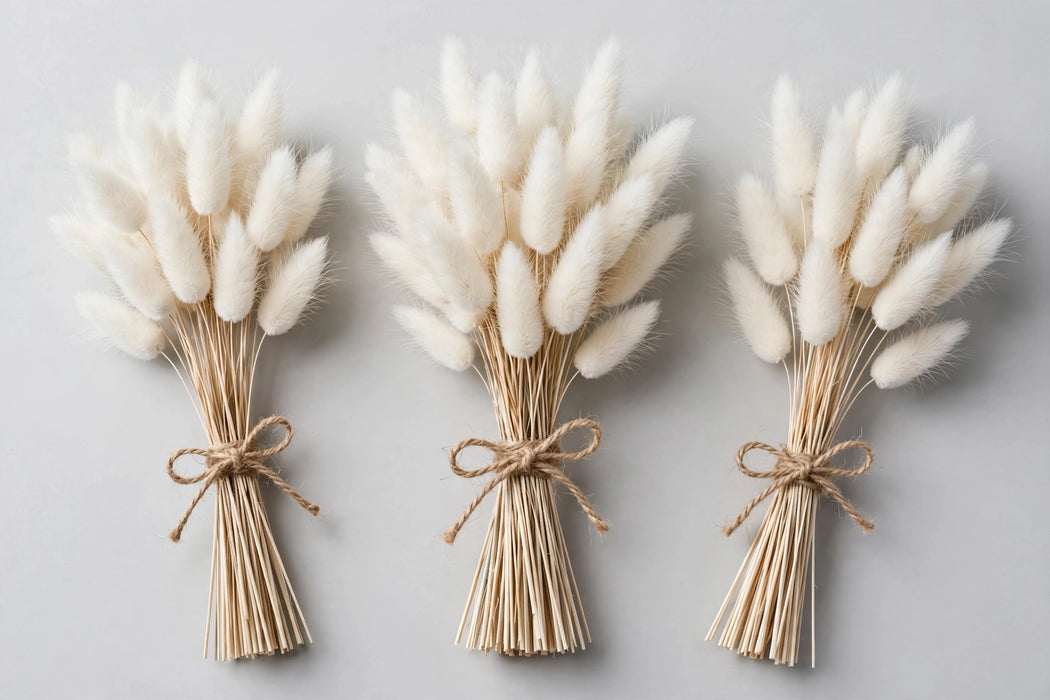 Dried Lagurus Bunny Tail White - 20 Bunches/Box