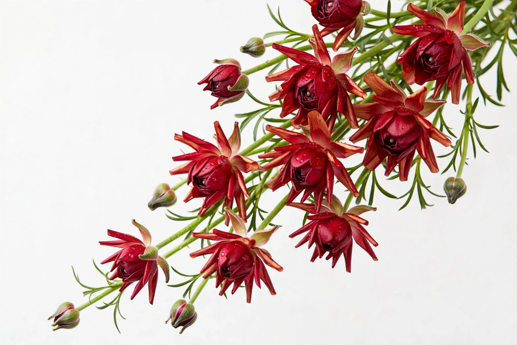 Ranunculus Flower Collection - Butterfly Ranunculus Hades Red 40-50CM (120 STEMS / BX)