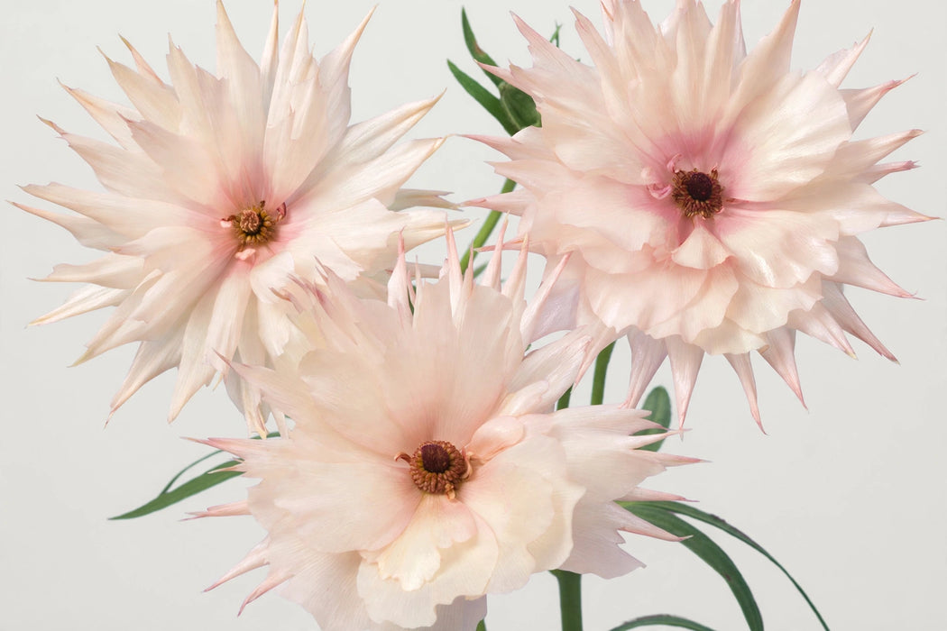 Ranunculus Flower Collection - Butterfly Ranunculus Ariadne Blush Pink 50-60CM (120 STEMS / BX)