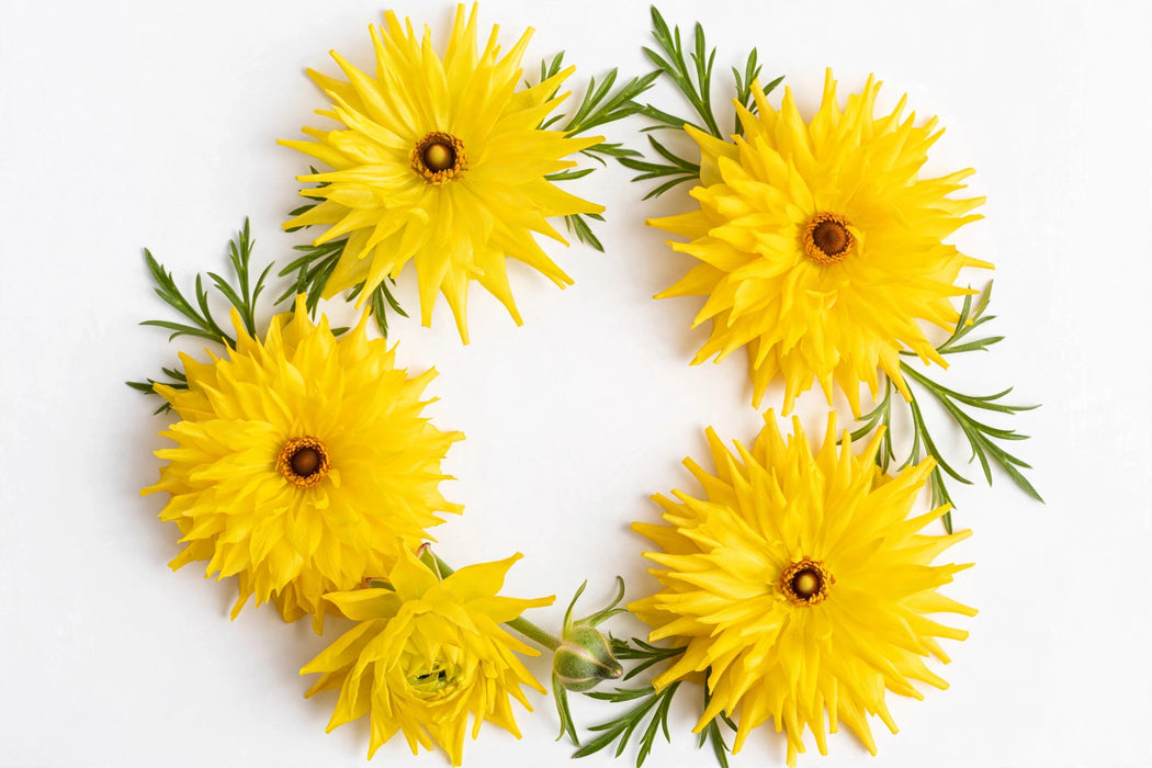 Ranunculus Flower Collection - Butterfly Ranunculus Phytalos Yellow 50-60CM (120 STEMS / BX)