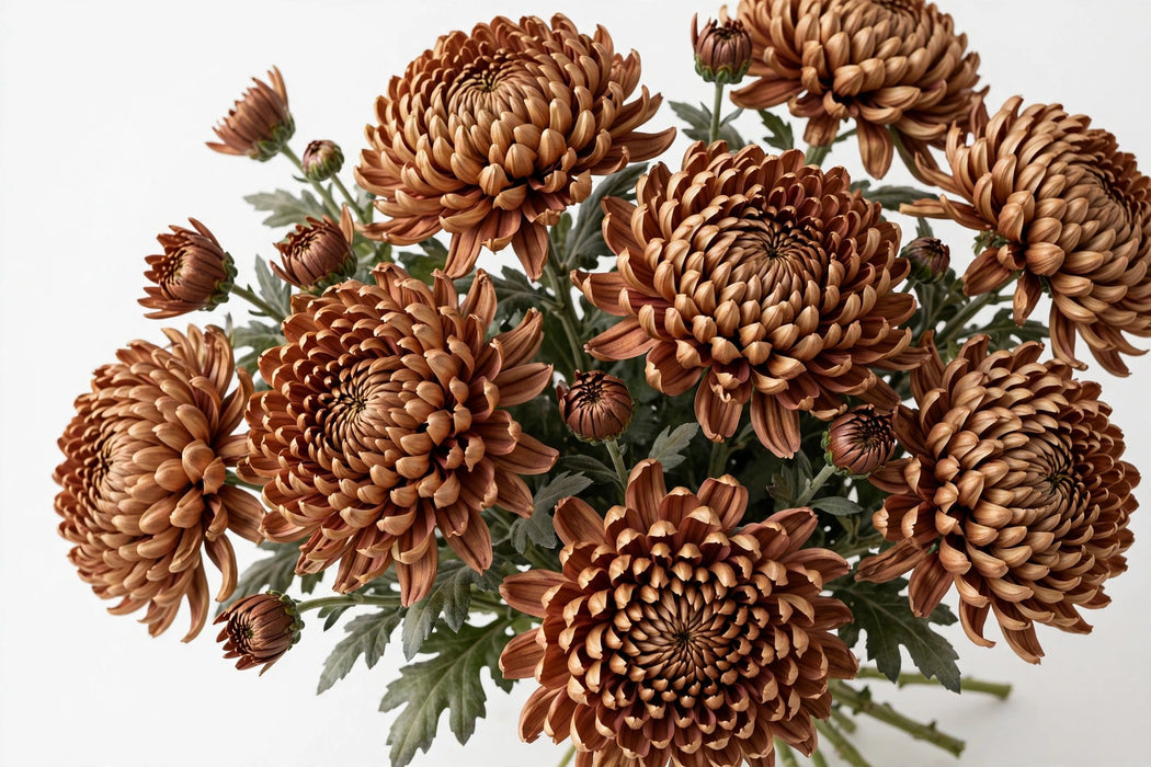 Next Day Delivery - DISBUD CREMON KIRBY VINTAGE 70cm 10st - Bronze - 80 Stems [LIMITED]