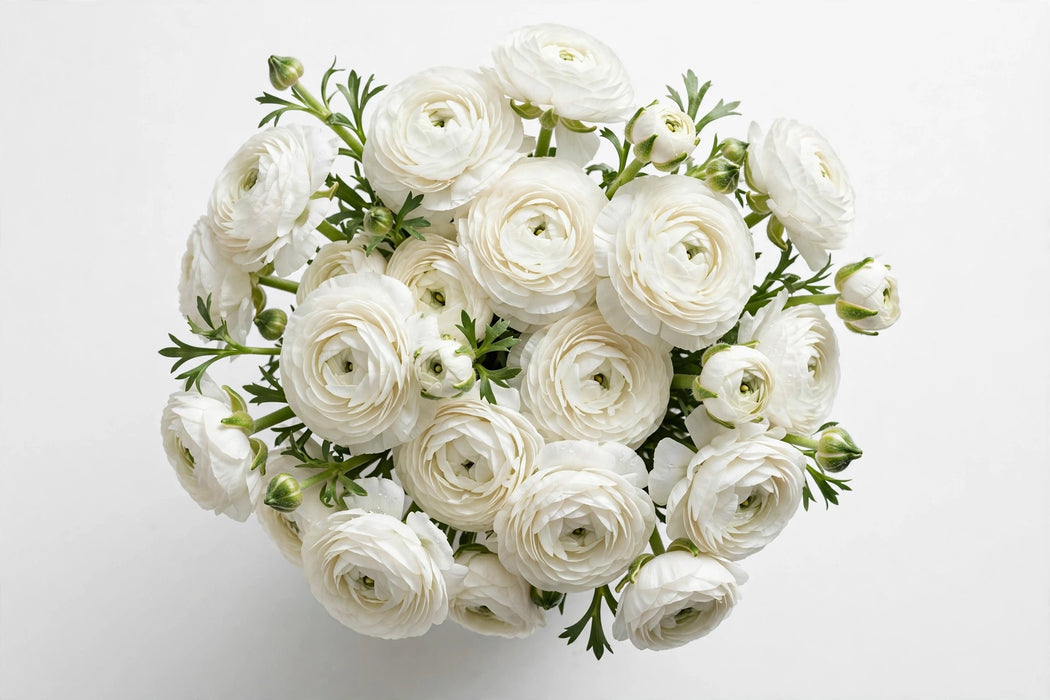 Next Day Delivery - RANUNCULUS WHITE 35cm 10st - White - 120 Stems [LIMITED]