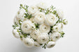 Next Day Delivery - RANUNCULUS WHITE 35cm 10st - White - 120 Stems [LIMITED]