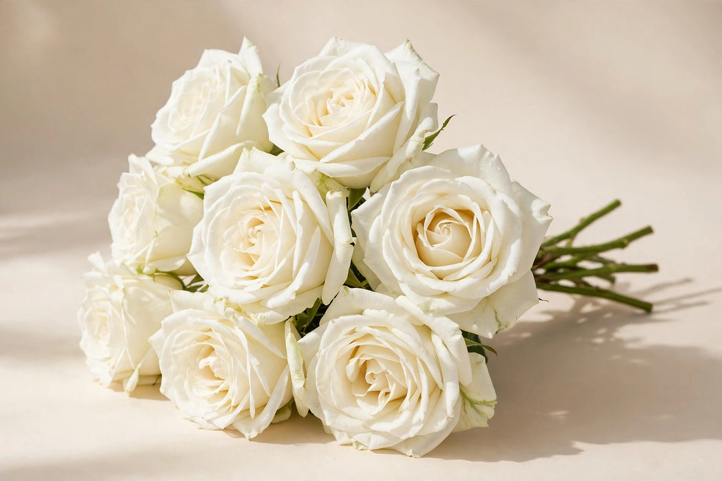 Next Day Delivery - ROSE PLAYA BLANCA 50cm 5cm 25st - White - 100 Stems [Limited]