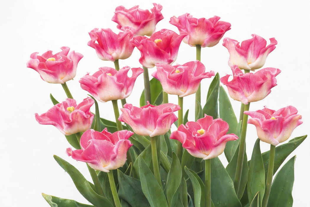Tulip Collective - Lily Flowered Crown Of Dynasty 37Cm 35Gr - Pink - 150 Stems