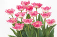 Tulip Collective - Lily Flowered Crown Of Dynasty 37Cm 35Gr - Pink - 150 Stems