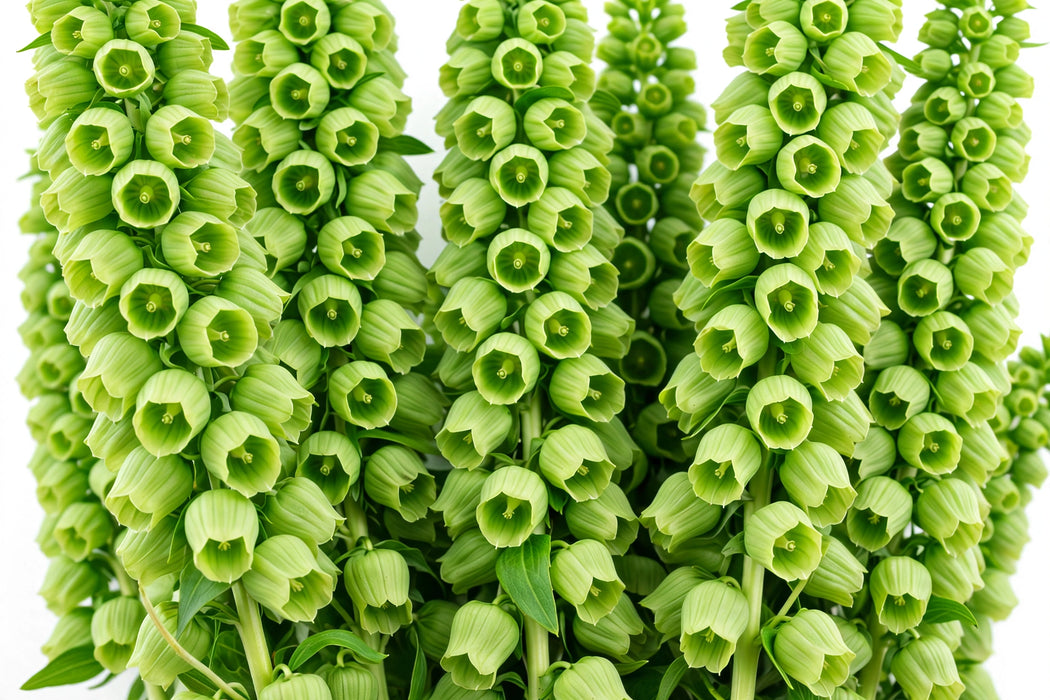 Bells Of Ireland 80cm 12BU/BX