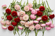 The Ranunculus Collection - Romance Ranunculus Assorted 30 Get Lucky + 30 Hydra + 40 Seine 30-40CM (100 STEMS / BX)