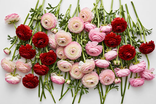 The Ranunculus Collection - Romance Ranunculus Assorted 30 Get Lucky + 30 Hydra + 40 Seine 30-40CM (100 STEMS / BX)