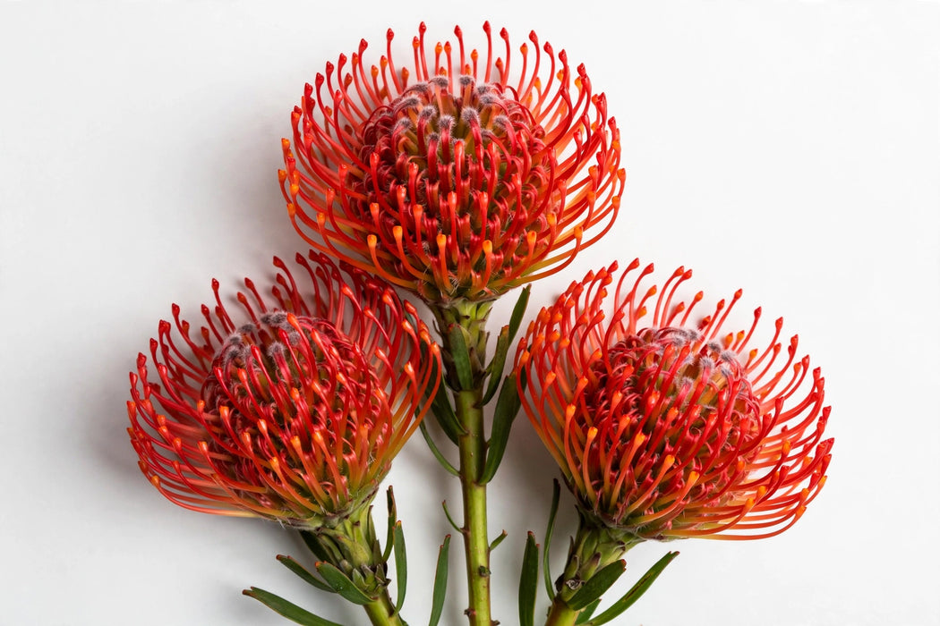 Next Day Delivery - PINCUSHION TANGO 50cm - Red - 50 Stems [LIMITED]