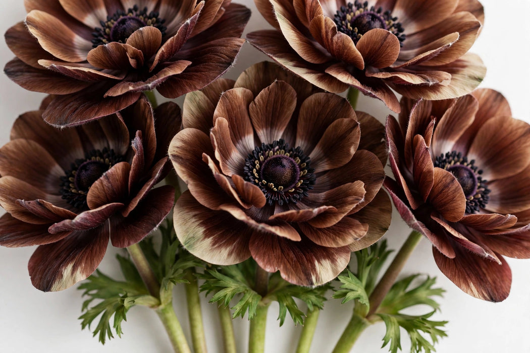 Next Day Delivery - ANEMONE DYED CHOCOLAT 40cm 10st - Bicolor - 120 Stems [LIMITED]