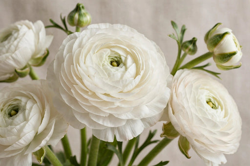 Ranunculus Flower Collection - Ranunculus White 40-50CM (120 STEMS / BX)