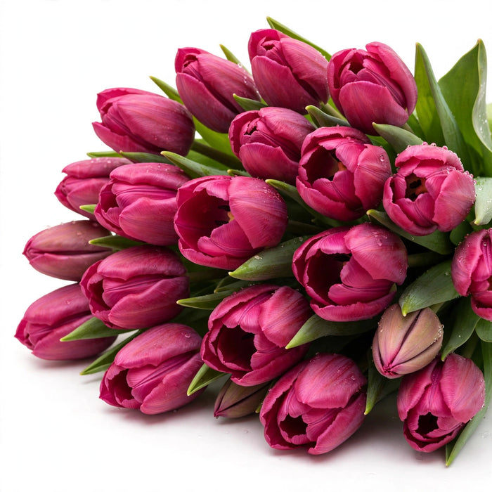 Tulip Collective - Barcelona 44Cm 42Gram - Dark Pink - 150 Stems