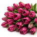 Tulip Collective - Barcelona 44Cm 42Gram - Dark Pink - 150 Stems