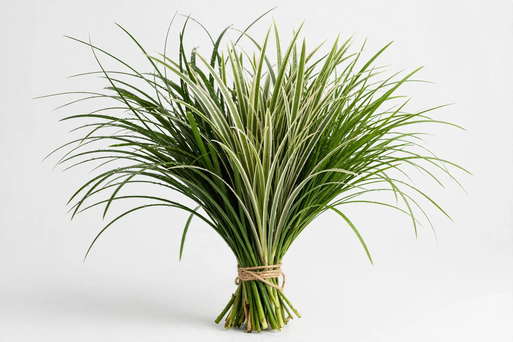Lily Grass Assorted - 25 Bunches/Box
