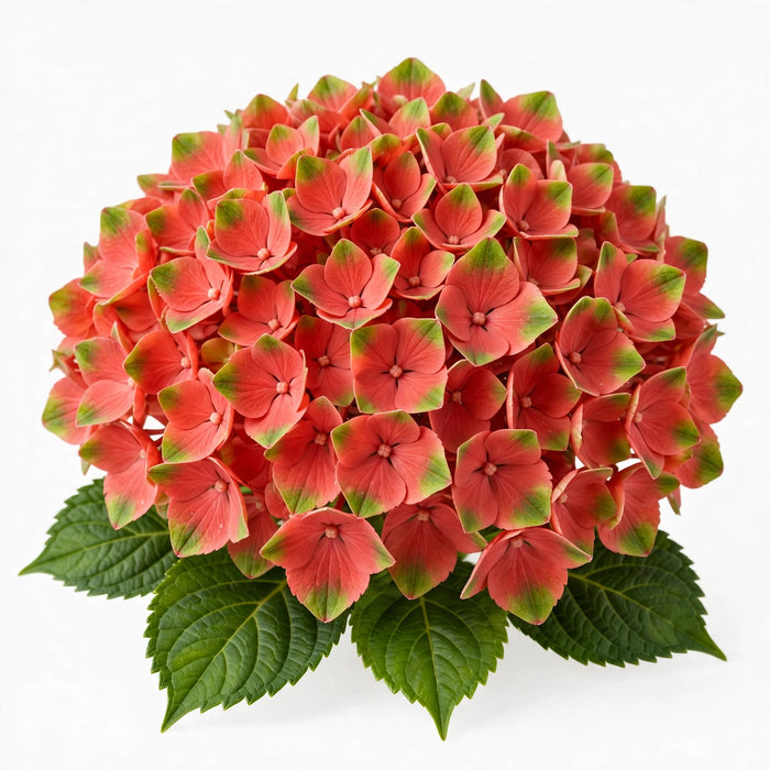 Hydrangea Classic Magical Coral Green/red 60CM 16CM - Bicolor Green-Red - 10 Stems