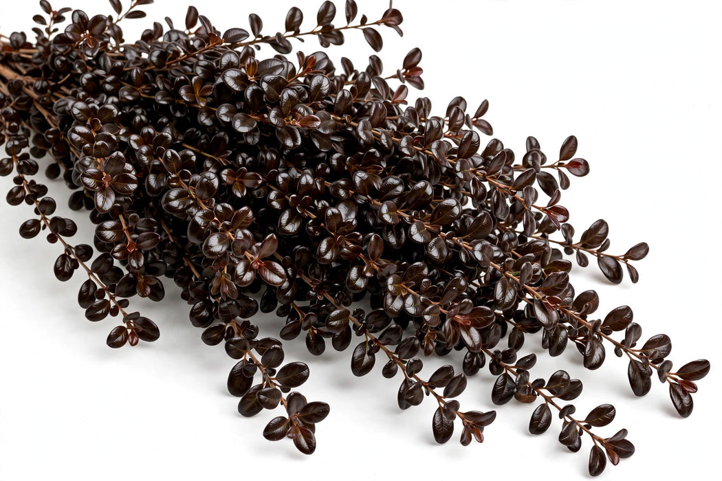 Next Day Delivery - COPROSMA NIGHT BROWN 50cm 10st X100 - Brown - 100 Stems [LIMITED]