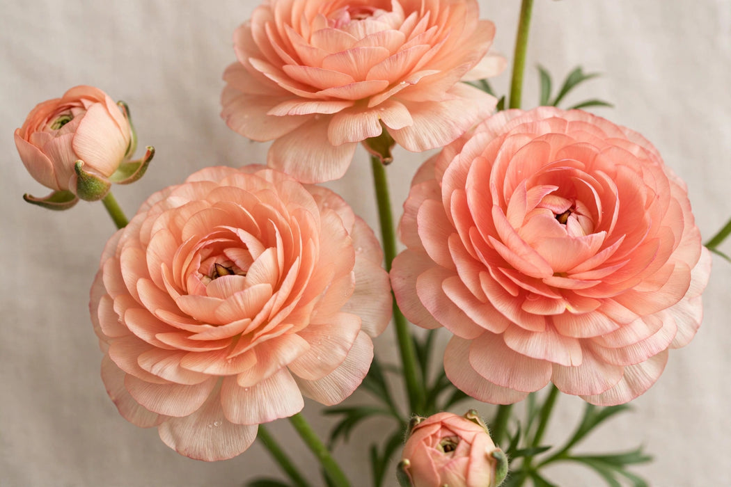 Ranunculus Flower Collection - Butterfly Ranunculus Eris Peach 40-50CM (120 STEMS / BX)