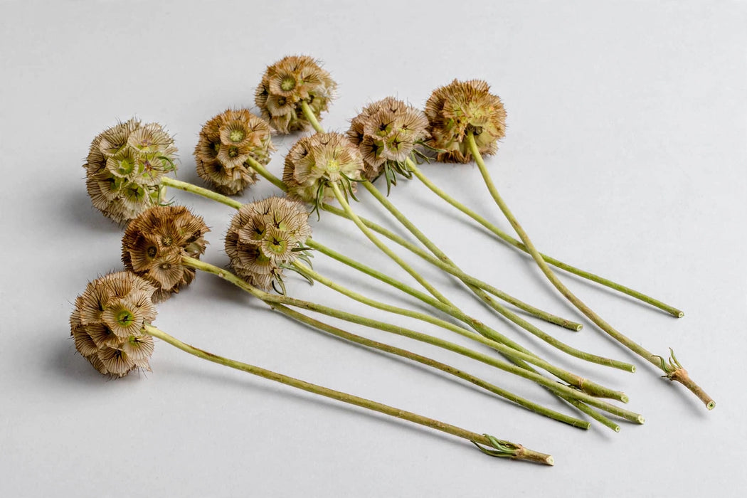 Next Day Delivery - Scabiosa Pods 60CM 80ST/BX