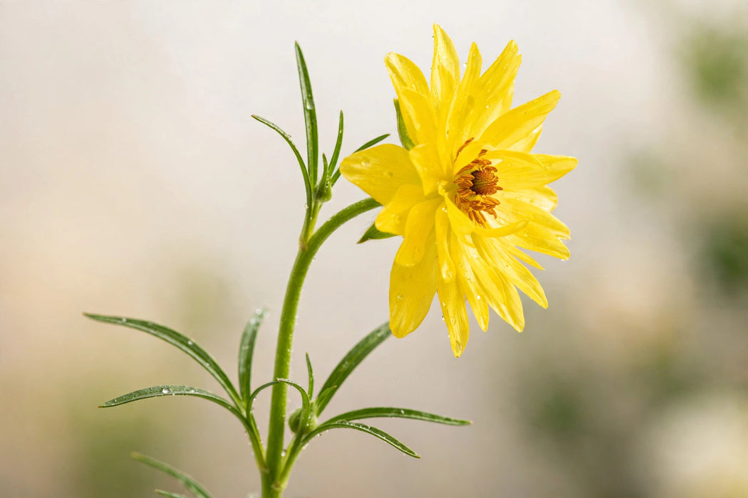 Ranunculus Flower Collection - Butterfly Ranunculus Phytalos Yellow 40-50CM (120 STEMS / BX)