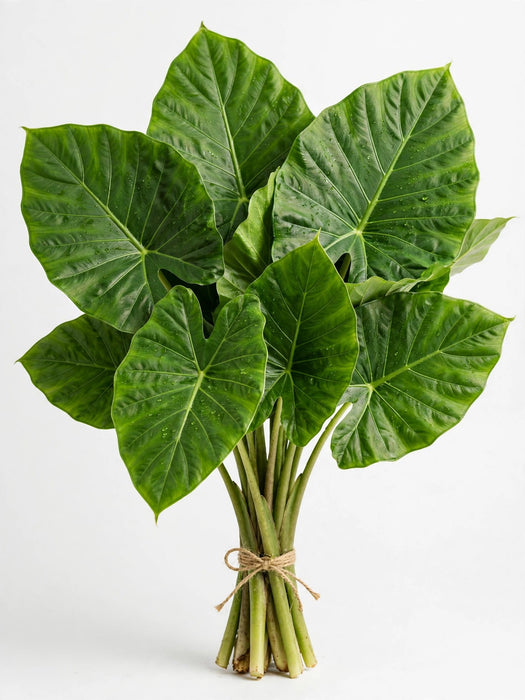 Alocasia Elephant Ears - 40 Stems/Box