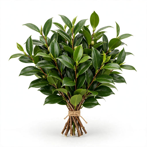Camelia Foliage - 20 Bunches/Box